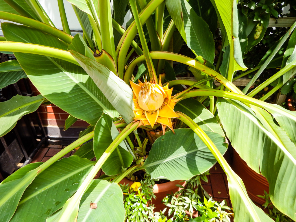 We visited the gardens right after the winery. I loved this super cool yellow flower.