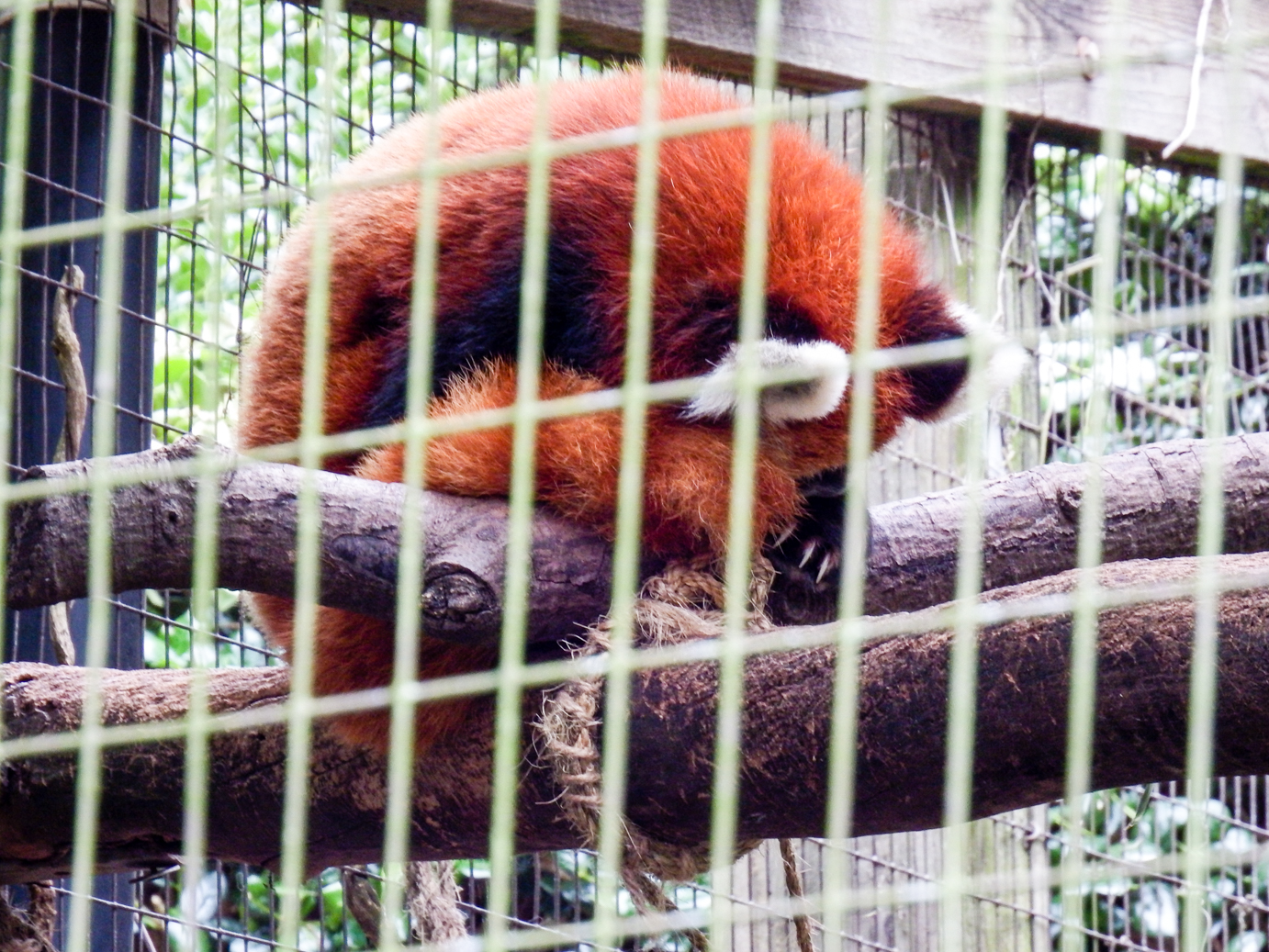 Red Panda Hiding