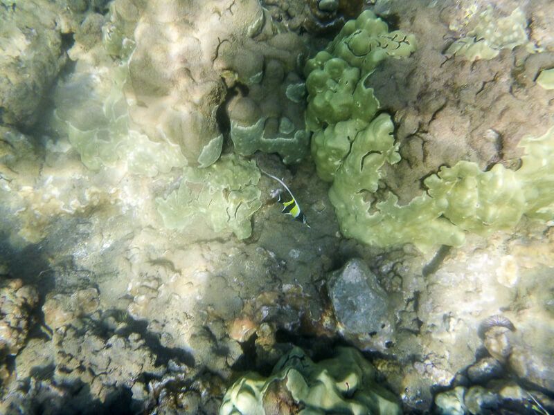 Snorkeling_in_Maui-3