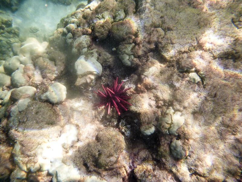 Snorkeling_in_Maui-4