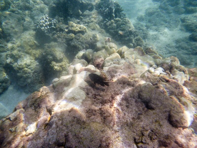 Snorkeling_in_Maui-5