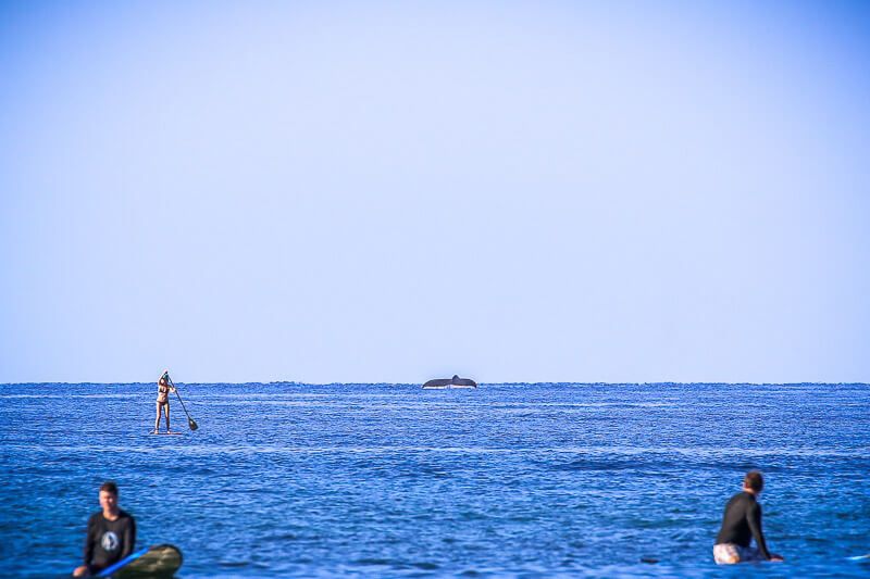 Surfing with Maui Surfer Girls