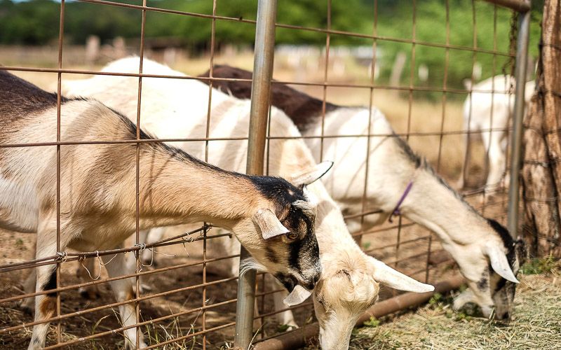 Surfing Goat Dairy