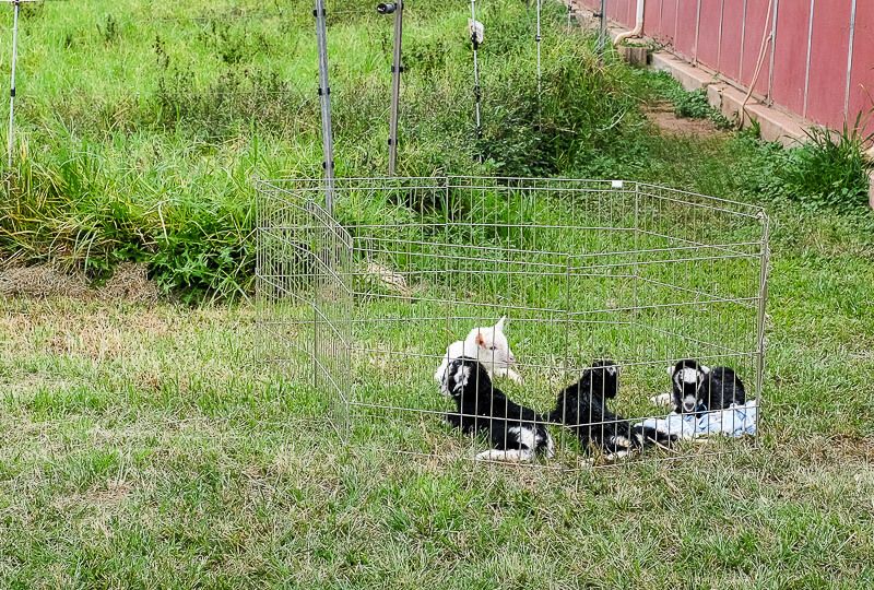 Surfing Goat Dairy