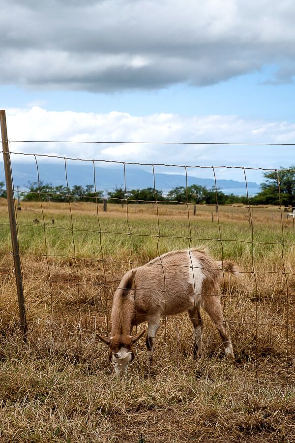 Surfing Goat Dairy