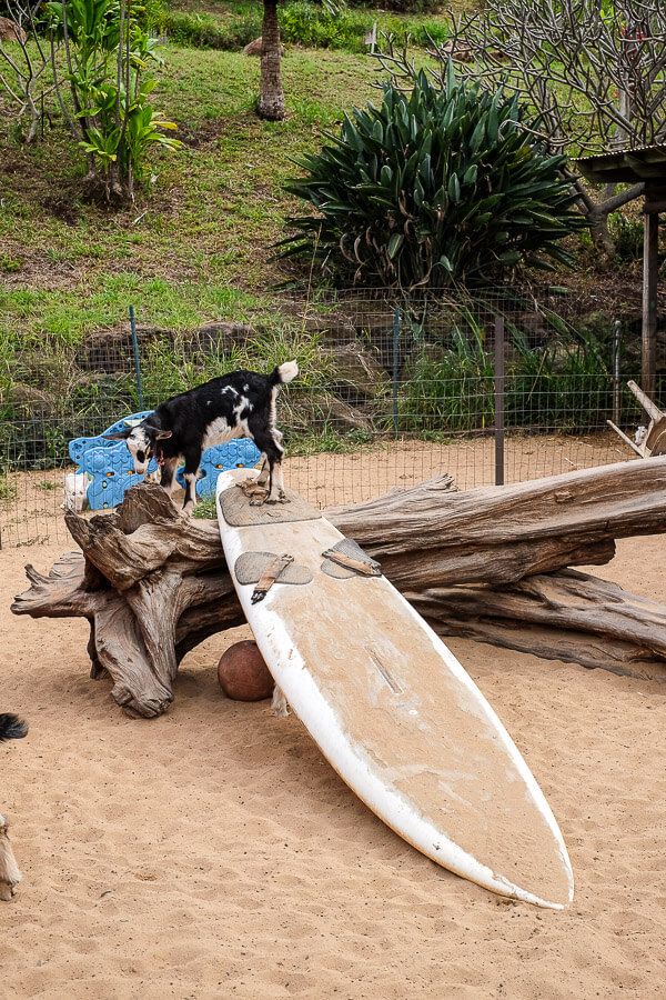 Surfing Goat Dairy