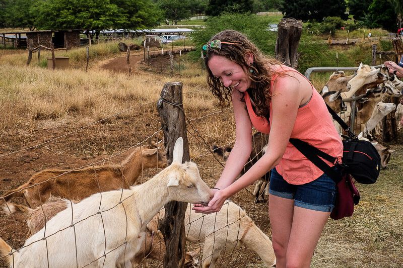 Surfing Goat Dairy