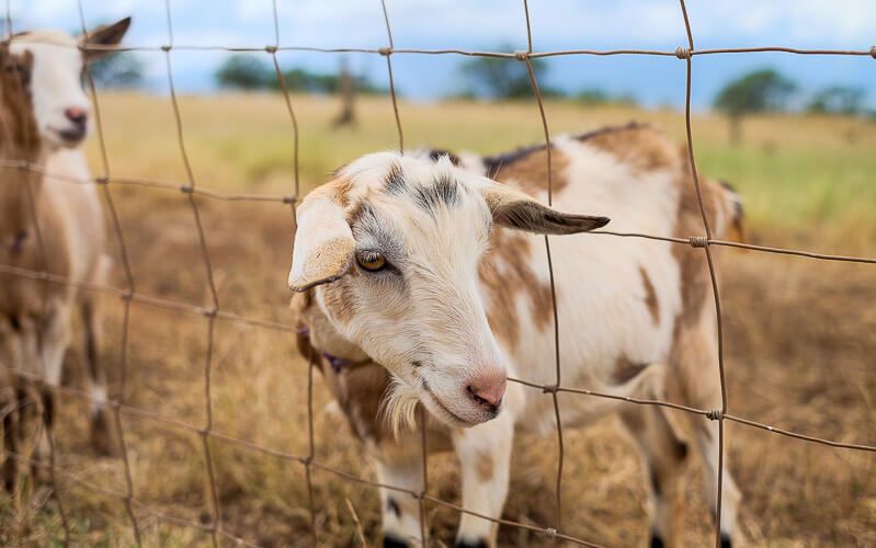 Surfing Goat Dairy