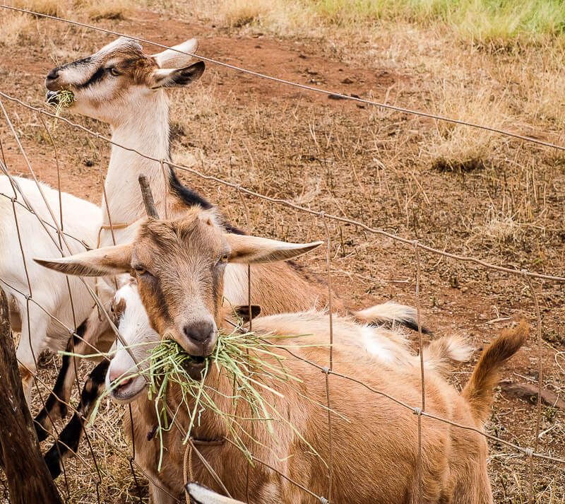 Surfing Goat Dairy