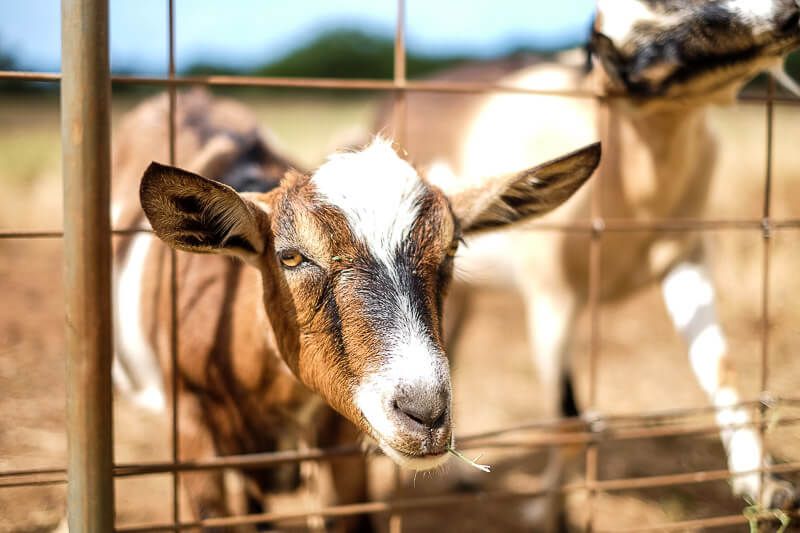 Surfing Goat Dairy