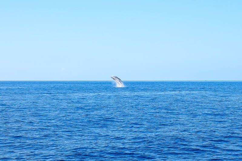 Trilogy Whale Watching