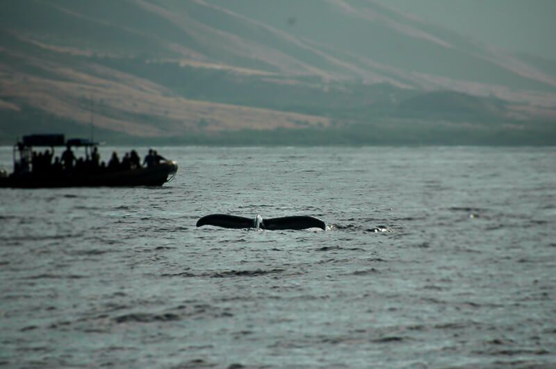 Trilogy Whale Watching