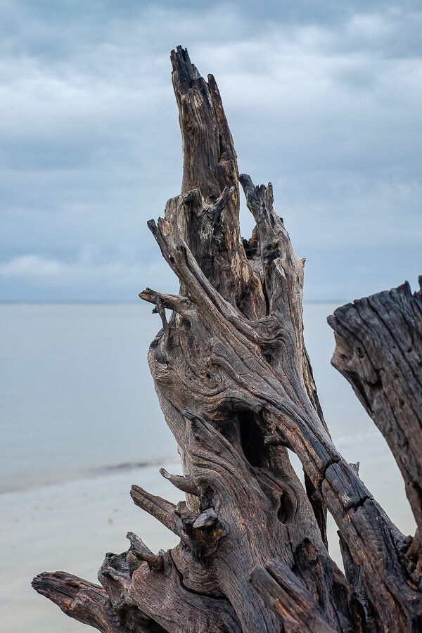 20 Photos of Georgia: Driftwood Beach, Jekyll