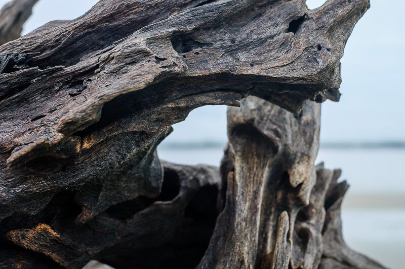 20 Photos of Georgia: Driftwood Beach, Jekyll