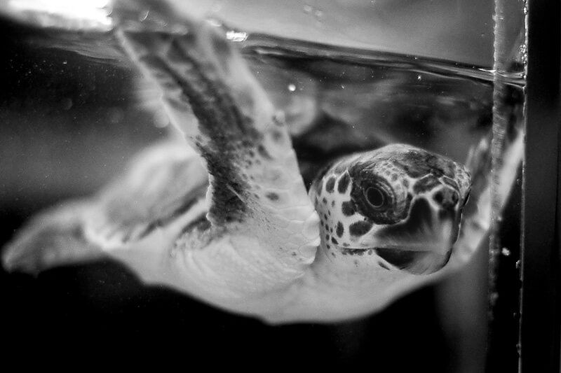 20 Photos of Georgia: Sea Turtle Center, Jekyll Island