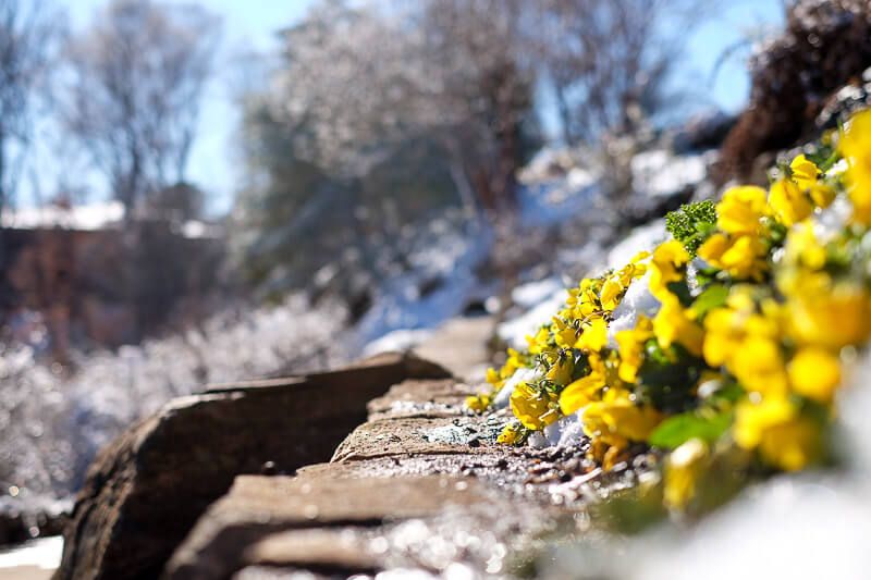 Falls Park: Greenville, SC in the Snow