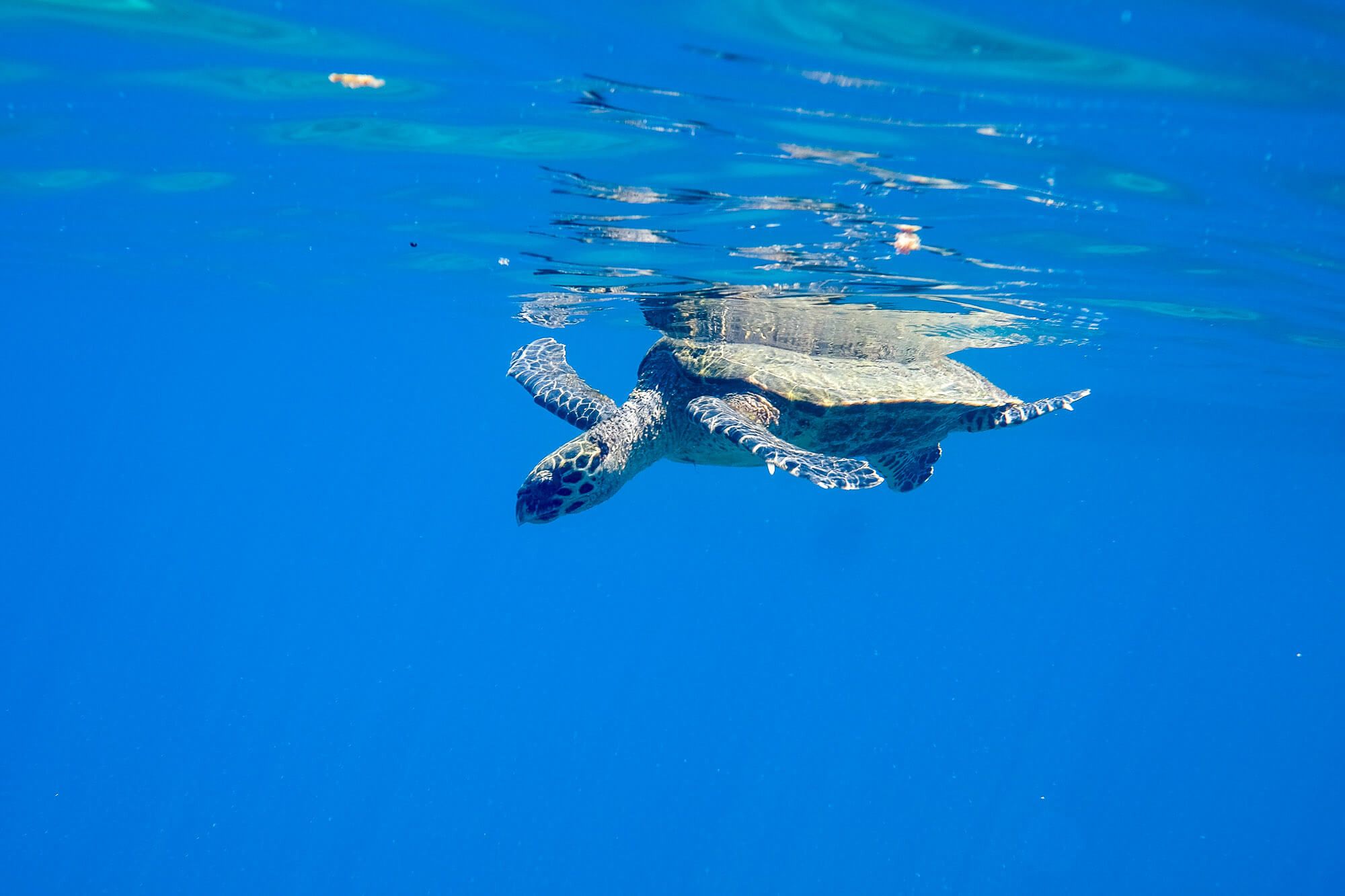 Snorkeling at Cano Island