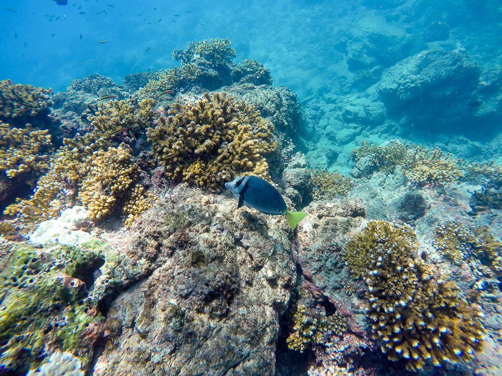 Snorkeling at Cano Island