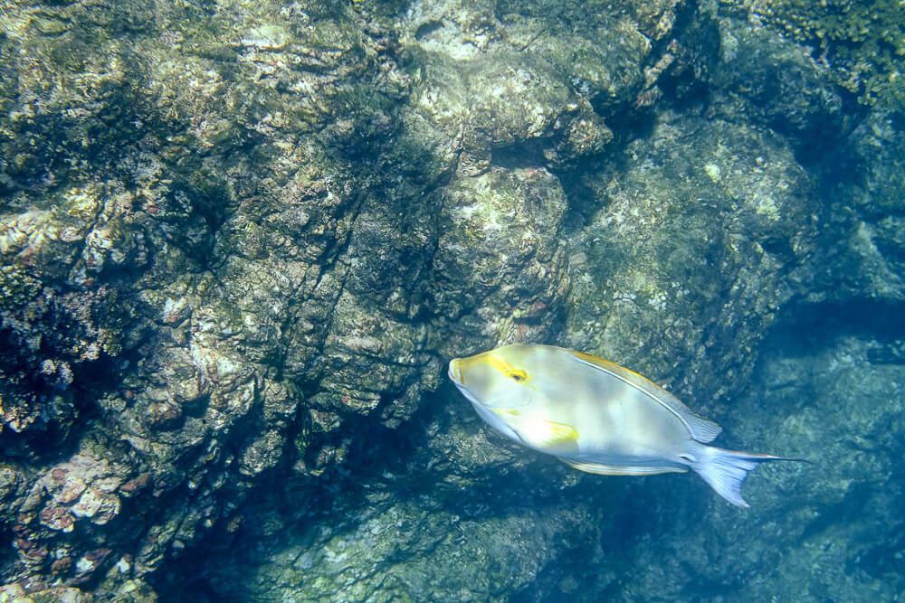 Snorkeling at Cano Island