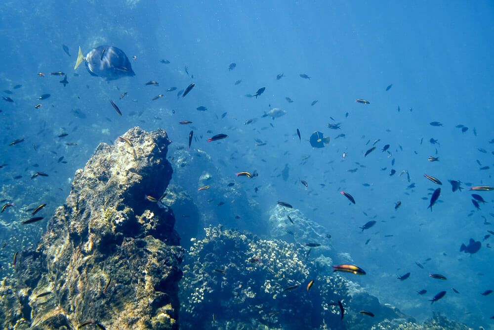 Snorkeling at Cano Island