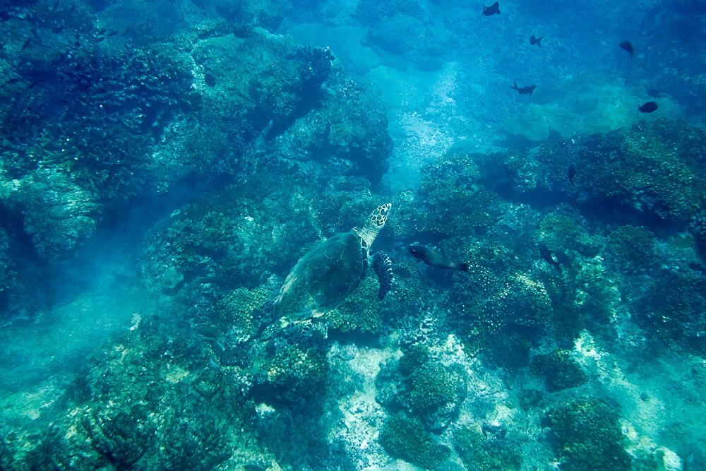 Snorkeling at Cano Island