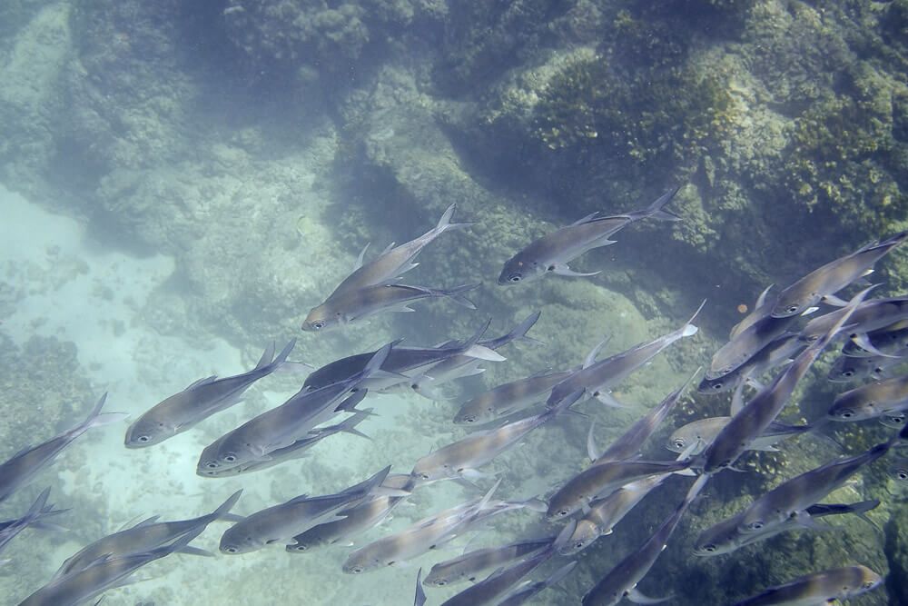 Snorkeling at Cano Island