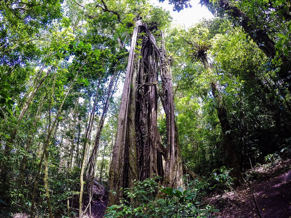 Monteverde Tours - Nasua Tours