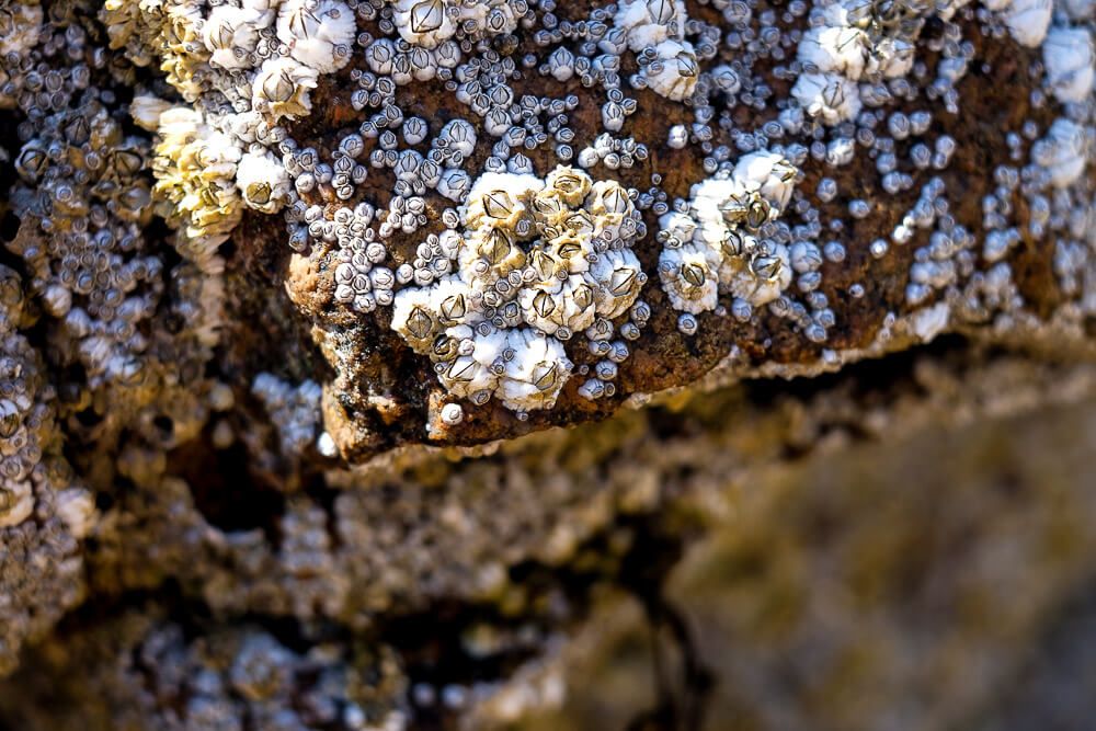 Photos of Bar Harbor: Sand Beach