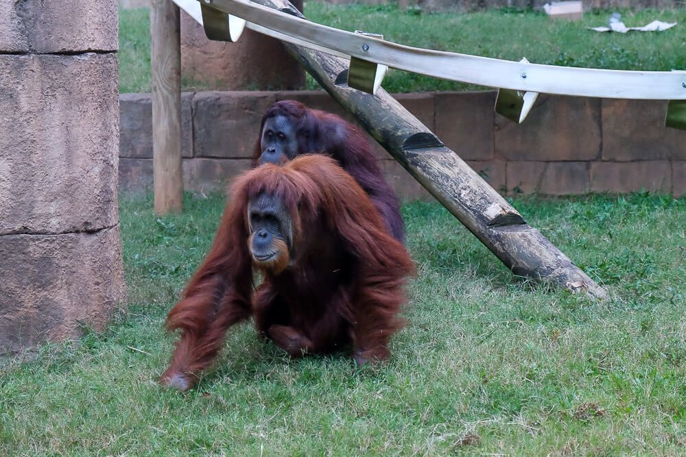 Sippin Safari at the Greenville Zoo