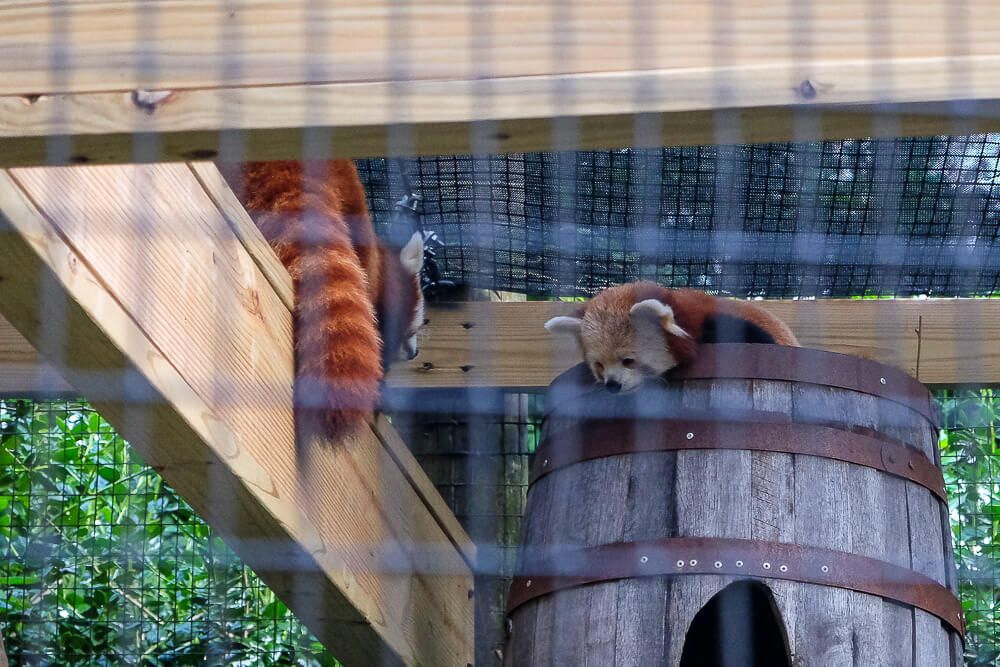 Sippin Safari at the Greenville Zoo