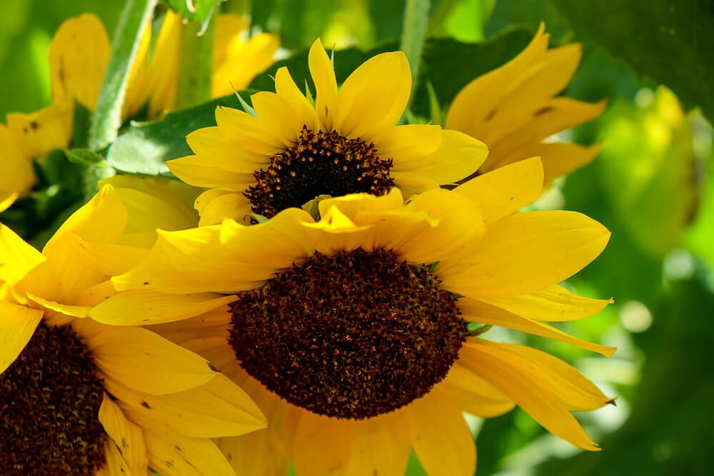 Where to go sunflower picking in Greenville SC