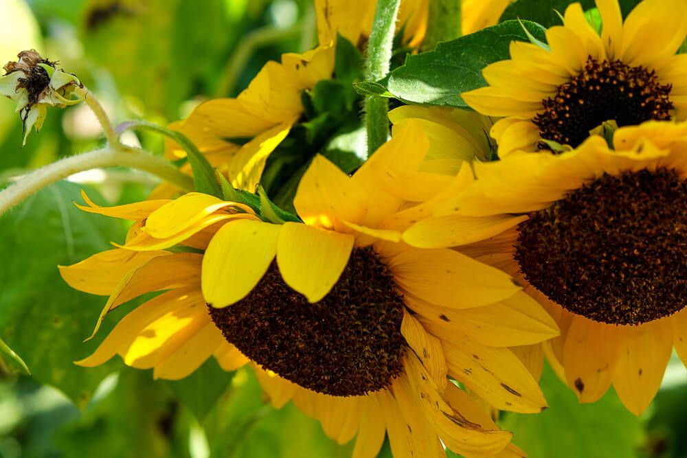 Where to go sunflower picking in Greenville SC