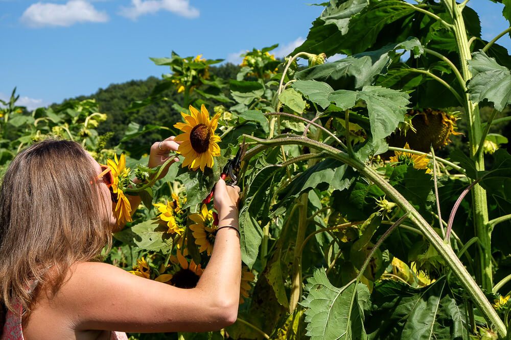 Where to go sunflower picking in Greenville SC