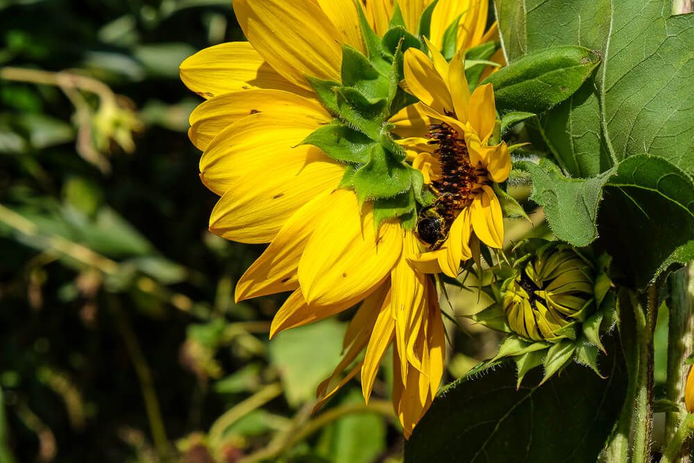 Where to go sunflower picking in Greenville SC