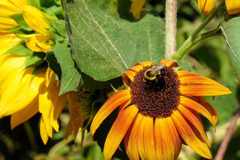 Where to go sunflower picking in Greenville SC