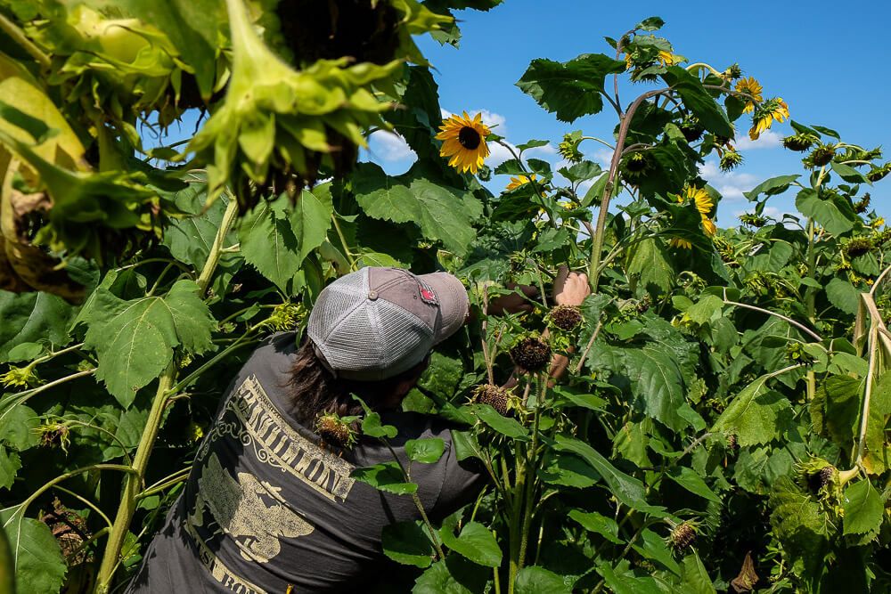 Where to go sunflower picking in Greenville SC