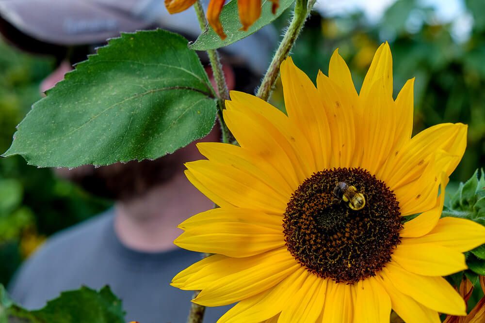 Where to go sunflower picking in Greenville SC