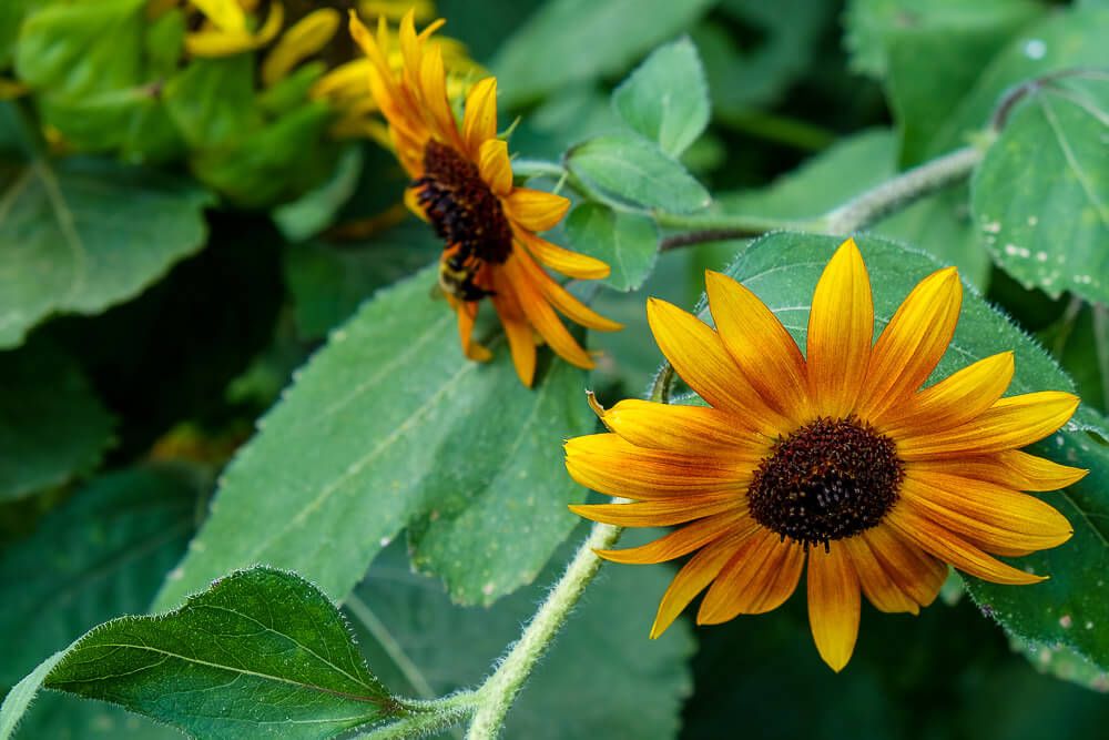 Where to go sunflower picking in Greenville SC