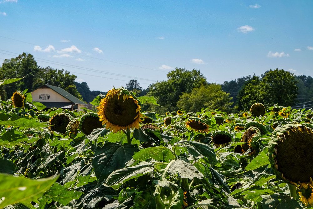 Where to go sunflower picking in Greenville SC