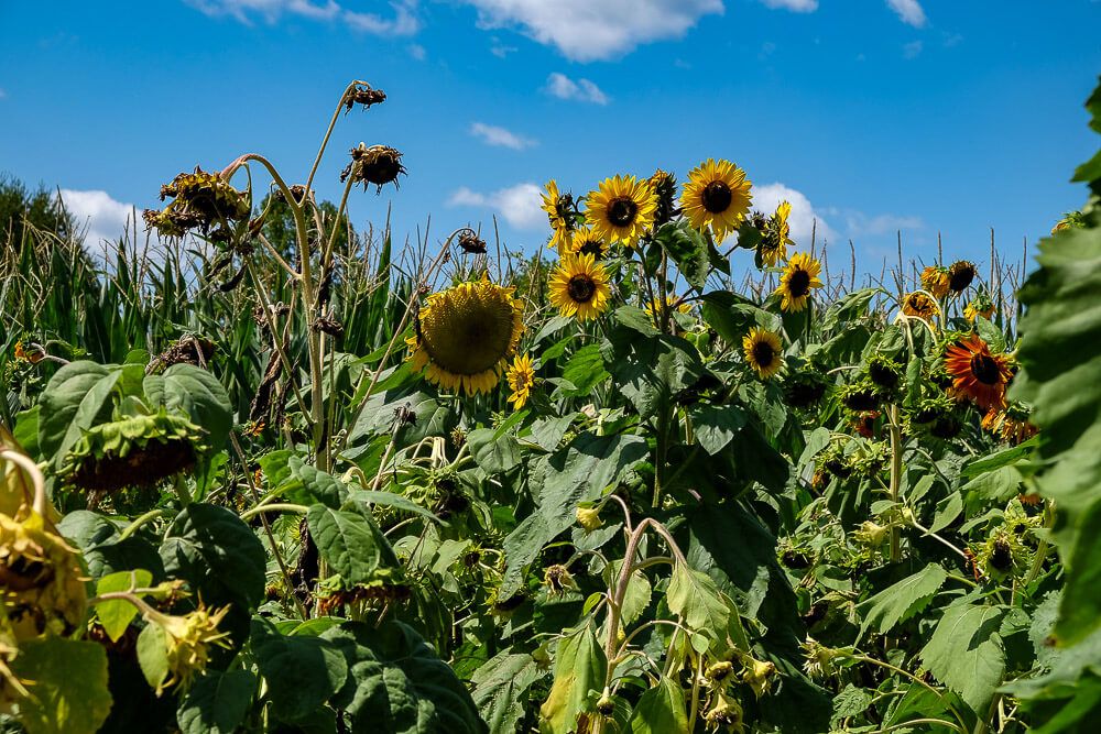 Where to go sunflower picking in Greenville SC