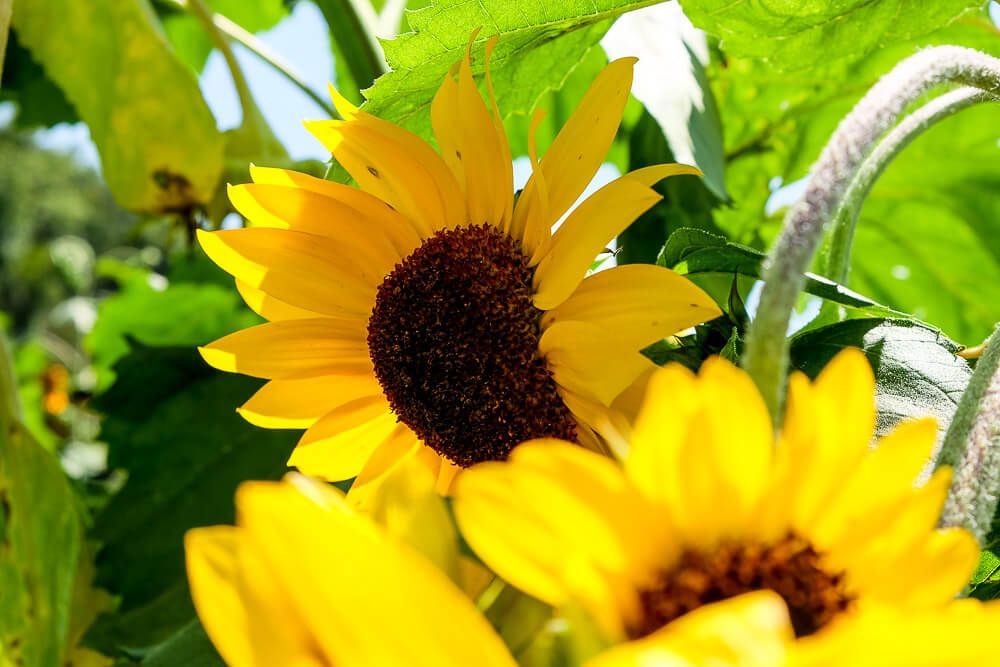 Where to go sunflower picking in Greenville SC