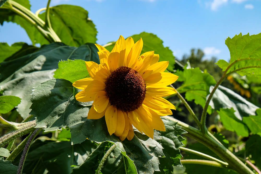 Where to go sunflower picking in Greenville SC