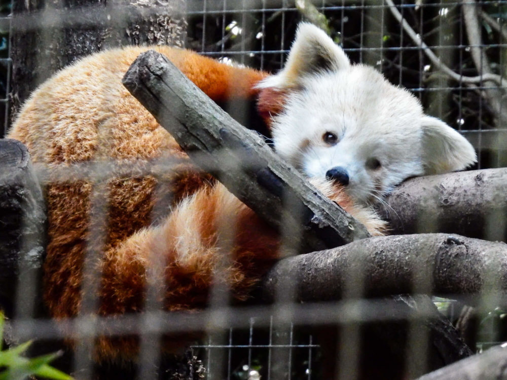 things to do in greenville in the fall: greenville zoo