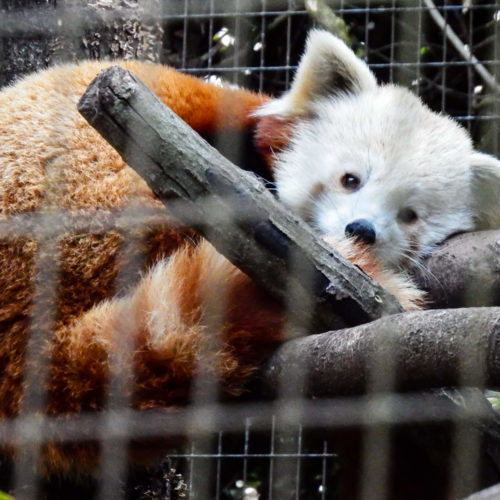 Want to See Some Red Pandas?