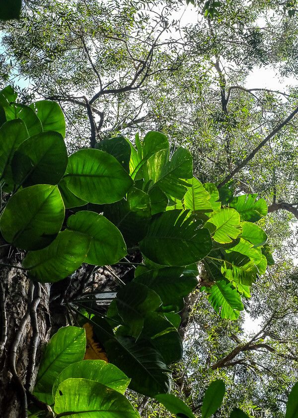 Road to Hana Guide: Waikamoi Nature Trail