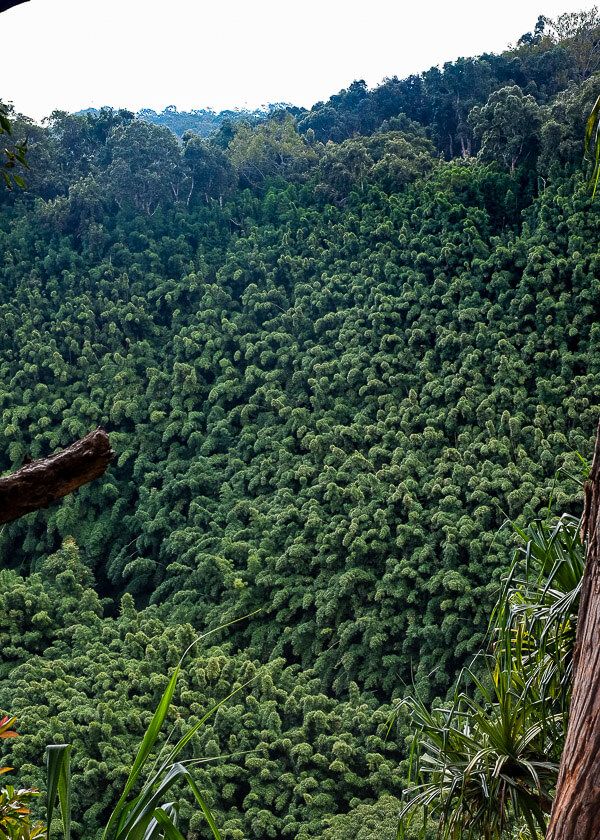 Road to Hana Guide: Waikamoi Nature Trail