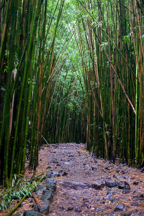 Pipiwai Trail to Waimoku Falls