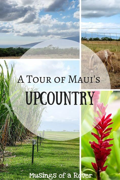 Did you know that Maui has a countryside where farms abound? I certainly didn't until I started making an itinerary. Find out why you need to add Ocean Vodka Distillery and Surfing Goat Dairy to your Maui Upcountry tour!