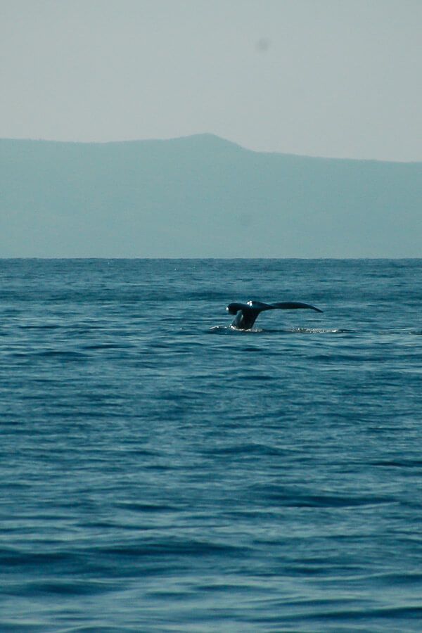 Trilogy Whale Watching