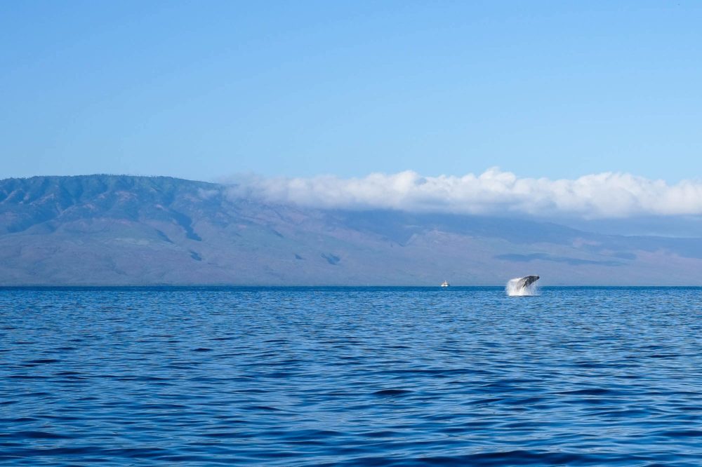 Whale Watching Maui